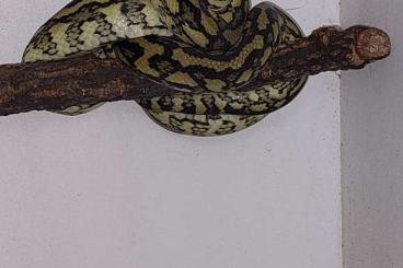 Pythons kaufen und verkaufen Foto: Guten Tag, ich biete hier an ein Pärchen Morelia spilota mcdowelli Ab Pythons kaufen und verkaufen Foto: Guten Tag, ich biete hier an ein Pärchen Morelia spilota mcdowelli Ab