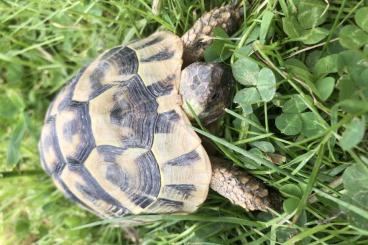 Tortoises kaufen und verkaufen Photo: Thherc 8jährige Weibchen abzugeben Tortoises kaufen und verkaufen Photo: Thherc 8jährige Weibchen abzugeben