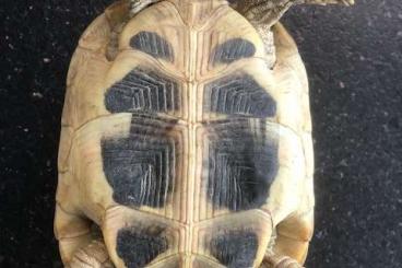 Landschildkröten kaufen und verkaufen Foto: Wunderschönes 9j THB Weibchen
