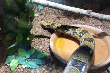 Schlangen kaufen und verkaufen Foto: Boa constrictor imperator