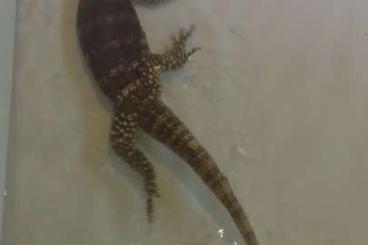 Monitor lizards kaufen und verkaufen Photo: Varanus Salvator sulphur Monitor lizards kaufen und verkaufen Photo: Varanus Salvator sulphur