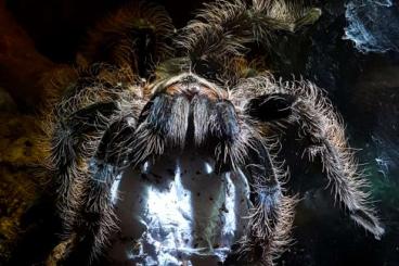 Spinnen und Skorpione kaufen und verkaufen Foto: 0.0.38 Tliltocatl Albopilosus 2cm = 3,50 € pro Spinne