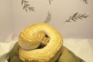 Ball Pythons kaufen und verkaufen Photo: Gebe Königspython Python Regius Jungtier ab Ball Pythons kaufen und verkaufen Photo: Gebe Königspython Python Regius Jungtier ab
