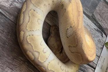 Ball Pythons kaufen und verkaufen Photo: Gebe 2 junge Königspython Python Regius ab Ball Pythons kaufen und verkaufen Photo: Gebe 2 junge Königspython Python Regius ab