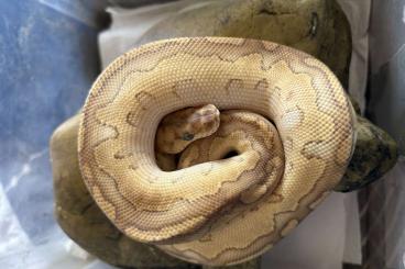 Ball Pythons kaufen und verkaufen Photo: Gebe 2 junge Königspython Python Regius ab Ball Pythons kaufen und verkaufen Photo: Gebe 2 junge Königspython Python Regius ab