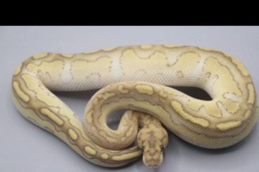 Ball Pythons kaufen und verkaufen Photo: Gebe Königspython Python Regius Jungtier ab Ball Pythons kaufen und verkaufen Photo: Gebe Königspython Python Regius Jungtier ab