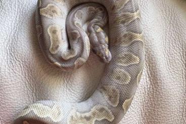 Ball Pythons kaufen und verkaufen Photo: Königsphyton weiblich Jungtier Ball Pythons kaufen und verkaufen Photo: Königsphyton weiblich Jungtier