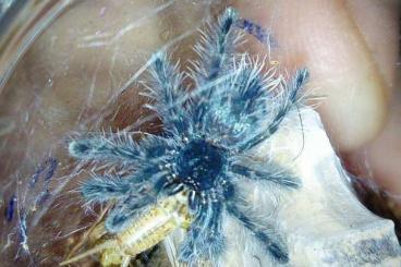 Spinnen und Skorpione kaufen und verkaufen Foto: Caribena Versicolor for sale