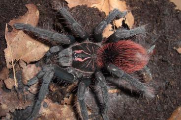 Spiders and Scorpions kaufen und verkaufen Photo: Offered for collection at Houten