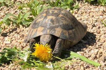 Tortoises kaufen und verkaufen Photo: NZ 20 testudo hermanni  Schildkröten Schildkröte abzugeben