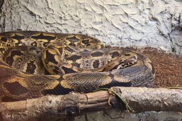 Boas kaufen und verkaufen Photo: Madagaskar Boa (Acrantophis dumerili)