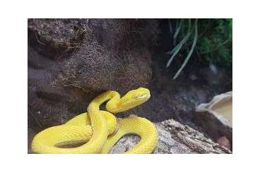 Giftschlangen kaufen und verkaufen Foto: Biete 1,0 Trimeresurus albolabris gelb 
