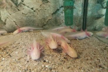 Molche kaufen und verkaufen Foto: Axolotel abzugeben Albinos