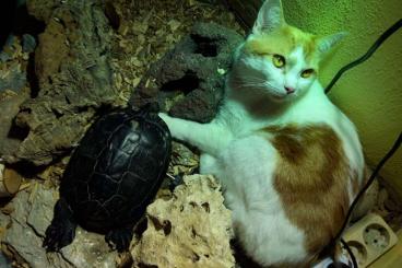 Sumpfschildkröten kaufen und verkaufen Foto: Wasserschildkröte zu verschenken