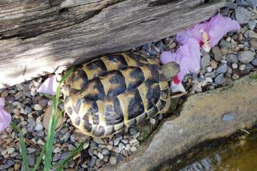 Tortoises kaufen und verkaufen Photo: Griechische Landschildkröten weiblich.