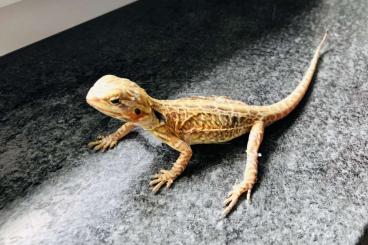 Bearded dragons kaufen und verkaufen Photo: Bartagamen Pogona Vitticeps SilkBack Leatherback