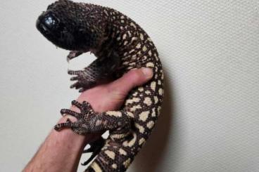 andere Echsen kaufen und verkaufen Foto: Heloderma horridum (beaded lizard) andere Echsen kaufen und verkaufen Foto: Heloderma horridum (beaded lizard)