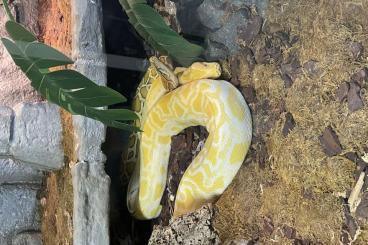Pythons kaufen und verkaufen Photo: Tigerpython Python molurus bivittatus 1.0 Caramel + 0.1 Albino Pythons kaufen und verkaufen Photo: Tigerpython Python molurus bivittatus 1.0 Caramel + 0.1 Albino