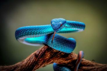 Giftschlangen kaufen und verkaufen Foto: Suche trimeresurus insularis Giftschlangen kaufen und verkaufen Foto: Suche trimeresurus insularis