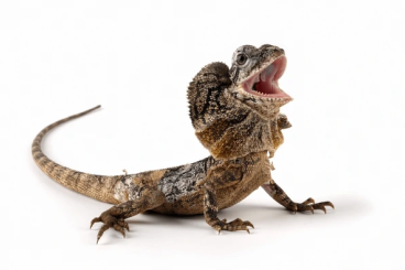 Echsen kaufen und verkaufen Foto: Suche Chlamydosaurus Kingii Echsen kaufen und verkaufen Foto: Suche Chlamydosaurus Kingii