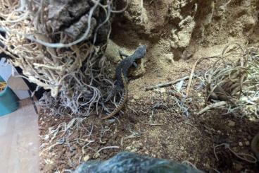 Lizards kaufen und verkaufen Photo: Goldschwanzdrüsen Gekos 1.1 