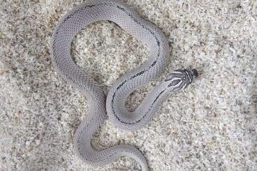 Schlangen kaufen und verkaufen Foto: Gebe Königspythons und Hakennasennattern am liebsten komplett ab