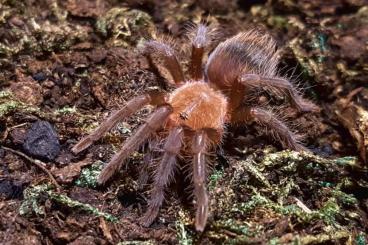 Spinnen und Skorpione kaufen und verkaufen Foto: Nachzuchten von Tliltocatl albopilosus