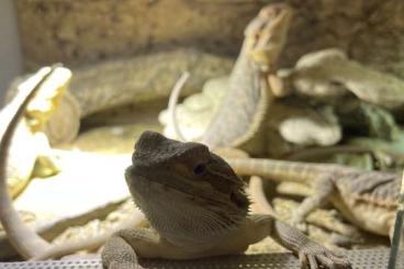 Bearded dragons kaufen und verkaufen Photo: Wunderschöne Bartagamen absolut handzahm, gesund und topfit. 90€ 