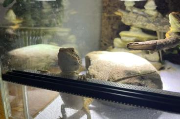Bearded dragons kaufen und verkaufen Photo: Wunderschöne Bartagamen absolut handzahm, gesund und topfit. 90€ Bearded dragons kaufen und verkaufen Photo: Wunderschöne Bartagamen absolut handzahm, gesund und topfit. 90€