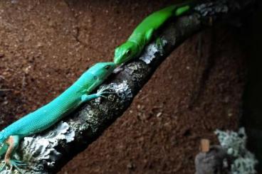Lizards kaufen und verkaufen Photo: Pareja de gastropholis prasina