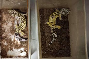 Geckos kaufen und verkaufen Photo: Verkaufe Eublepharis angramainyu Geckos kaufen und verkaufen Photo: Verkaufe Eublepharis angramainyu