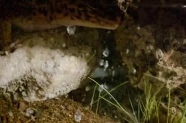 Geckos kaufen und verkaufen Photo: Leopardgeckos (Iran Leopard Gecko) abzugeben – eigene NZ 2023 Geckos kaufen und verkaufen Photo: Leopardgeckos (Iran Leopard Gecko) abzugeben – eigene NZ 2023