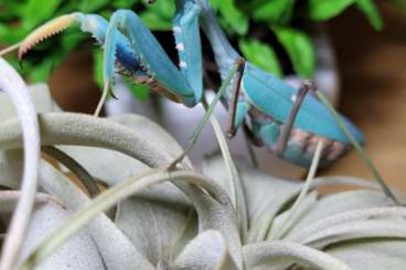 Insects kaufen und verkaufen Photo: Hierodula, Rhombodera, Sphodromantis, Extatosoma tiaratum
