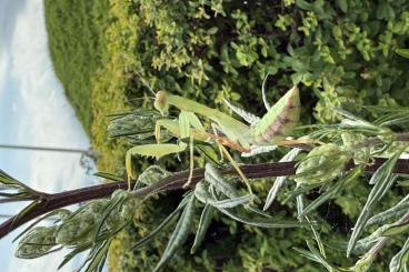 Insekten kaufen und verkaufen Photo: Sphodromantis lineola mantids Insekten kaufen und verkaufen Photo: Sphodromantis lineola mantids