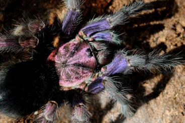 - bird spiders kaufen und verkaufen Photo: March 2-3, 2024 EXOTICA special  at the pet fair Vienna 
