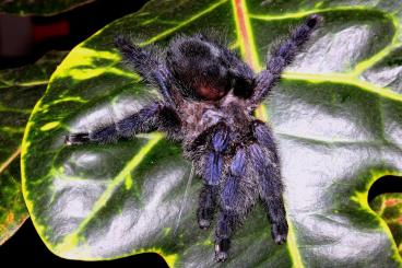 - bird spiders kaufen und verkaufen Photo: Spiders for sale at Exotica Wien 04-05.03