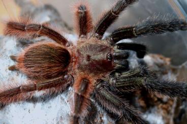 Vogelspinnen kaufen und verkaufen Foto: Spiders for sale, pickup in Wienerneustadt at Exotica sept. 02-03.