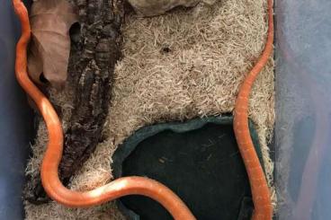 Nattern ungiftige  kaufen und verkaufen Foto: Mandarin Kornnatter Männchen