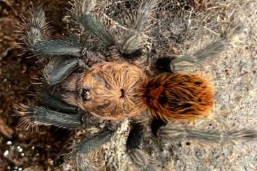 Vogelspinnen kaufen und verkaufen Foto: Chromatopelma cyaneopubescens