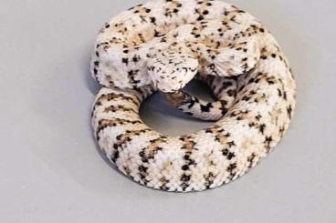 Venomous snakes kaufen und verkaufen Photo:    0,1 Crotalus pyrrhus CB23