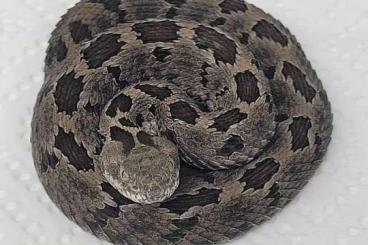 Venomous snakes kaufen und verkaufen Photo:  0,1 Crotalus brunneus CB22 