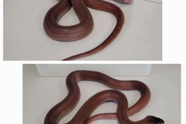 Venomous snakes kaufen und verkaufen Photo:  1,0  Naja pallida  Cb 19