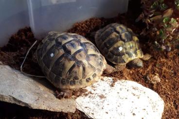 Landschildkröten kaufen und verkaufen Foto: Verkaufe Griechische Landschildkröten Nachzucht 2022