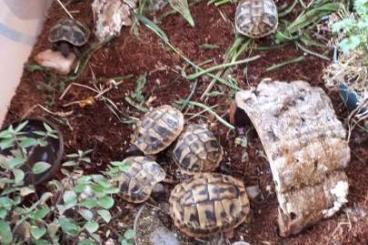 Landschildkröten kaufen und verkaufen Foto: Verkaufe Griechische Landschildkröten Nachzucht 2020