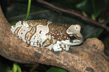 Frösche  kaufen und verkaufen Foto: Trachycephalus resinifictrix