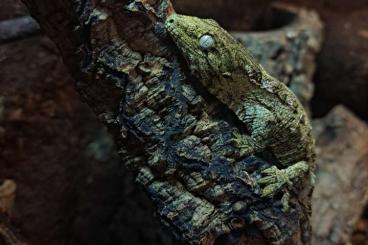 Echsen  kaufen und verkaufen Foto: Mniarogekko chahoua and Rhacodactylus leachianus for Houten