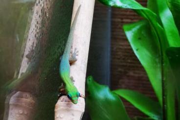 Geckos kaufen und verkaufen Foto: Phelsuma laticauda laticauda Nachzucht abzugeben / reservieren