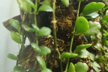 Sonstiges kaufen und verkaufen Foto: Kalanchoe uniflora Ableger, Pflanze fürs Terrarium