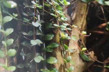 Sonstiges kaufen und verkaufen Foto: Medinilla sedifolia Ableger, Pflanze fürs Terrarium