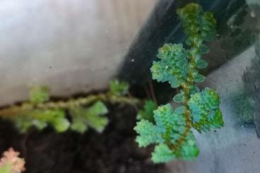 Sonstiges kaufen und verkaufen Foto: Selaginella uncinata Ableger, Pflanze fürs Terrarium